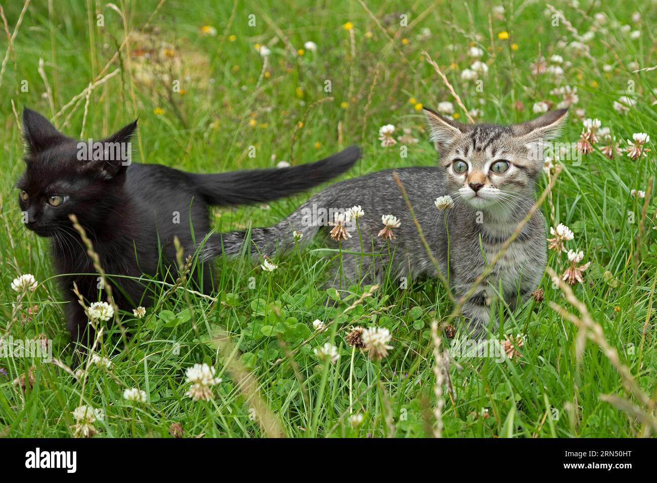 Deux chatons de neuf semaines assis ensemble dans l'herbe, Allemagne Banque D'Images