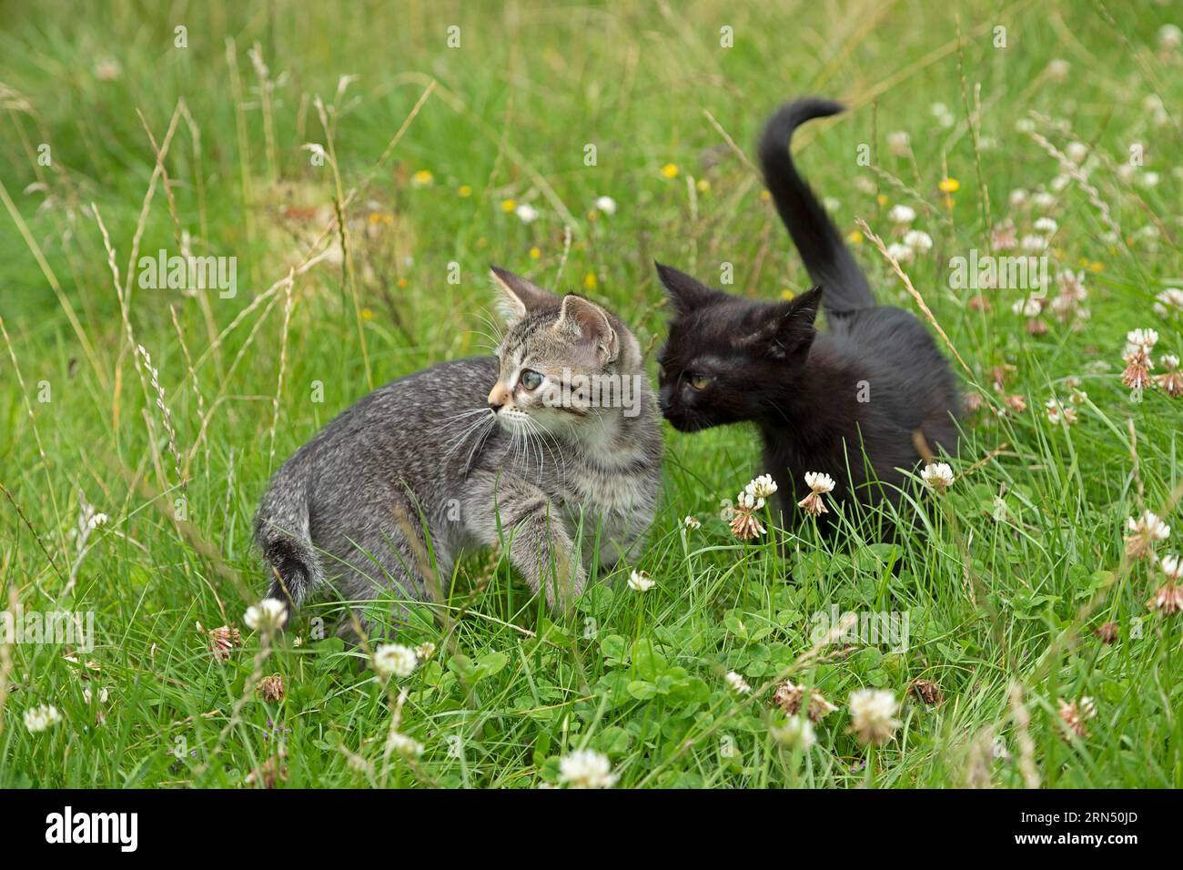 Deux chatons de neuf semaines assis ensemble dans l'herbe, Allemagne Banque D'Images