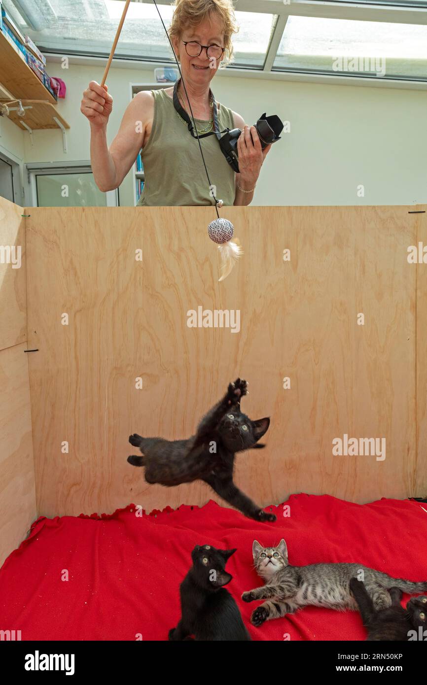 La femme fait le saut de chaton de neuf semaines, d'autres regardent, Allemagne Banque D'Images