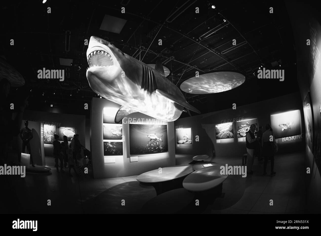 Exposition de requins au National Geographic Museum, Washington, DC photographie en noir et blanc montre un grand modèle de requin suspendu au plafond, entouré de photographies et de visiteurs du musée. Banque D'Images