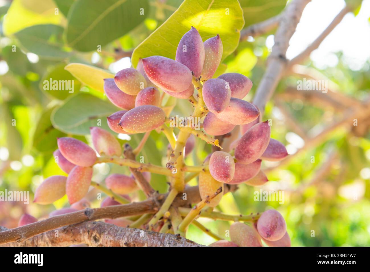 Pistaches fraîches sur une branche d'arbre Banque D'Images