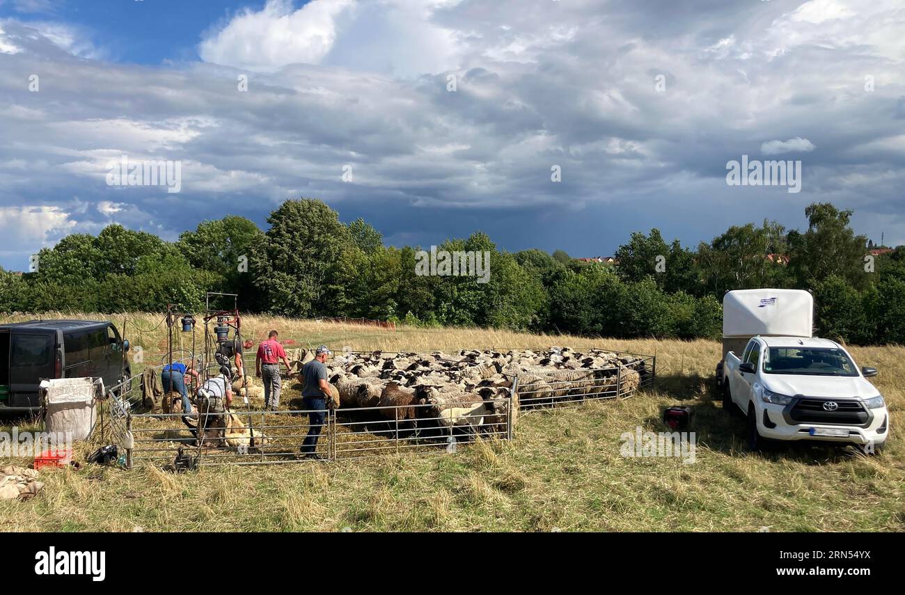 Mouton cisaillé dans une fetch, Schwerin, Mecklembourg-Poméranie occidentale, Allemagne Banque D'Images