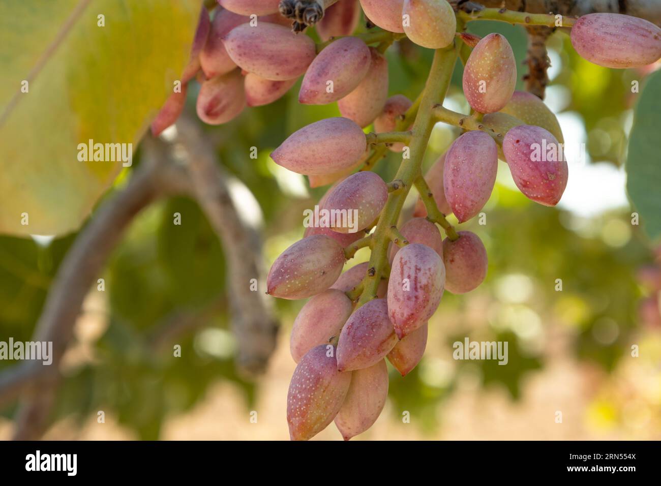 Les pistaches poussent sur l'arbre dans le jardin de pistaches, Gaziantep, Turquie Banque D'Images