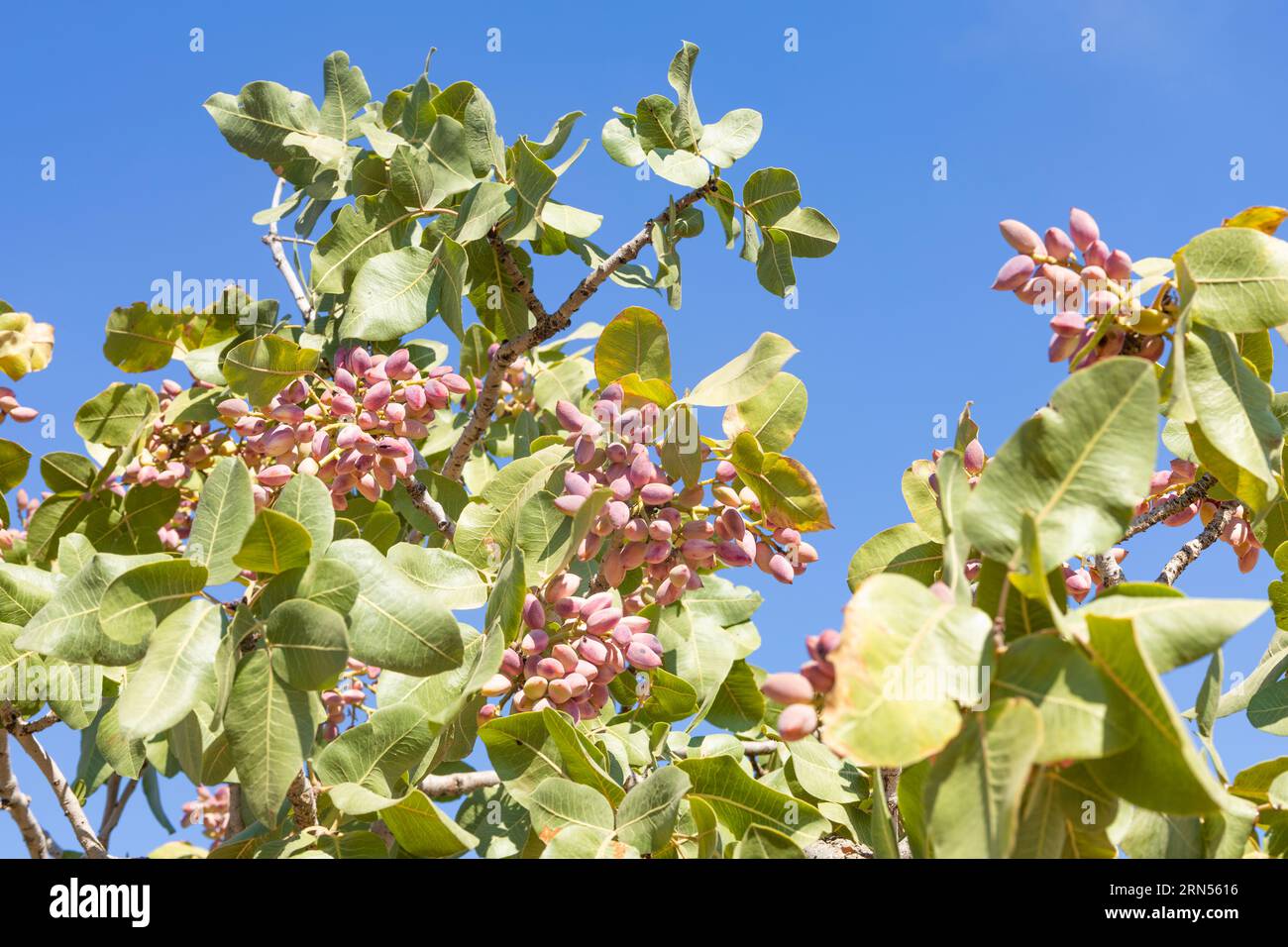 Fruit frais de pistaches rose sur l'arbre Banque D'Images