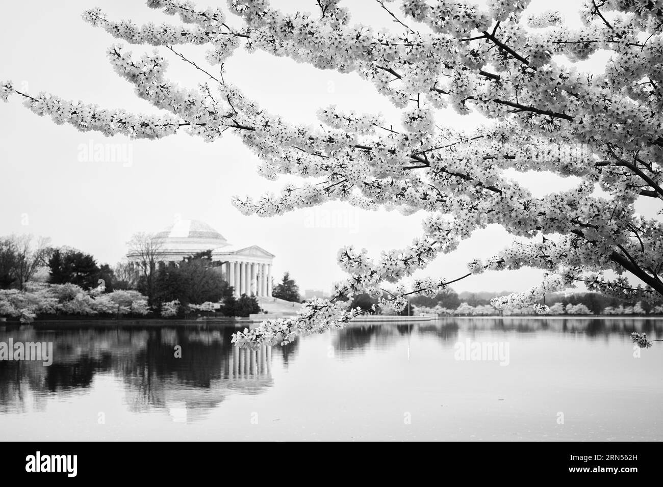 WASHINGTON DC, États-Unis — le Jefferson Memorial est entouré de fleurs de cerisier vibrantes, marquant l'arrivée du printemps dans la capitale. Ces fleurs, un cadeau du Japon en 1912, offrent un cadre pittoresque au mémorial dédié au troisième président américain, Thomas Jefferson, soulignant la fusion de la beauté naturelle et de l'histoire américaine. Banque D'Images