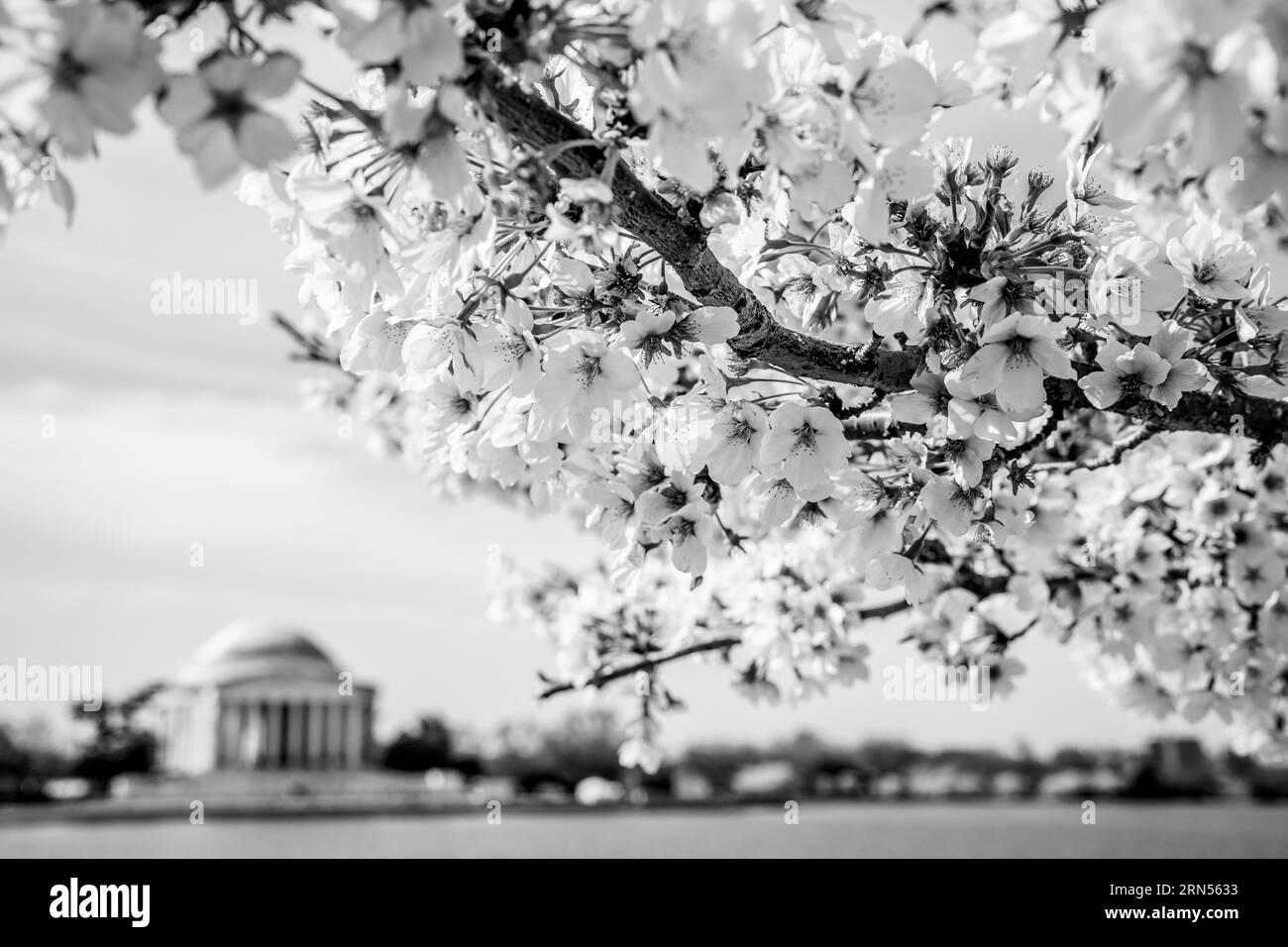 WASHINGTON DC, États-Unis — Une photographie en noir et blanc des célèbres cerisiers en fleurs de Washington DC. Chaque printemps, les cerisiers en fleurs en pleine floraison enveloppent le bassin Tidal, marquant le début du printemps dans la capitale nationale. Cet événement annuel attire des milliers de personnes, symbolisant l'amitié durable entre les États-Unis et le Japon, un cadeau de Tokyo en 1912. Banque D'Images