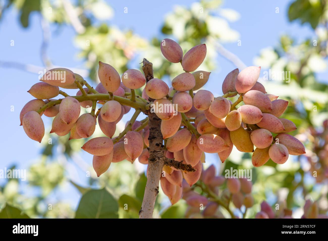 Fruit de pistaches roses fraîches sur un arbre Banque D'Images