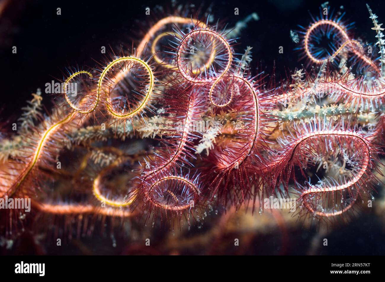 Brittlestar (Ophiothrix purpurea). Manado, Sulawesi du Nord, Indonésie. Banque D'Images