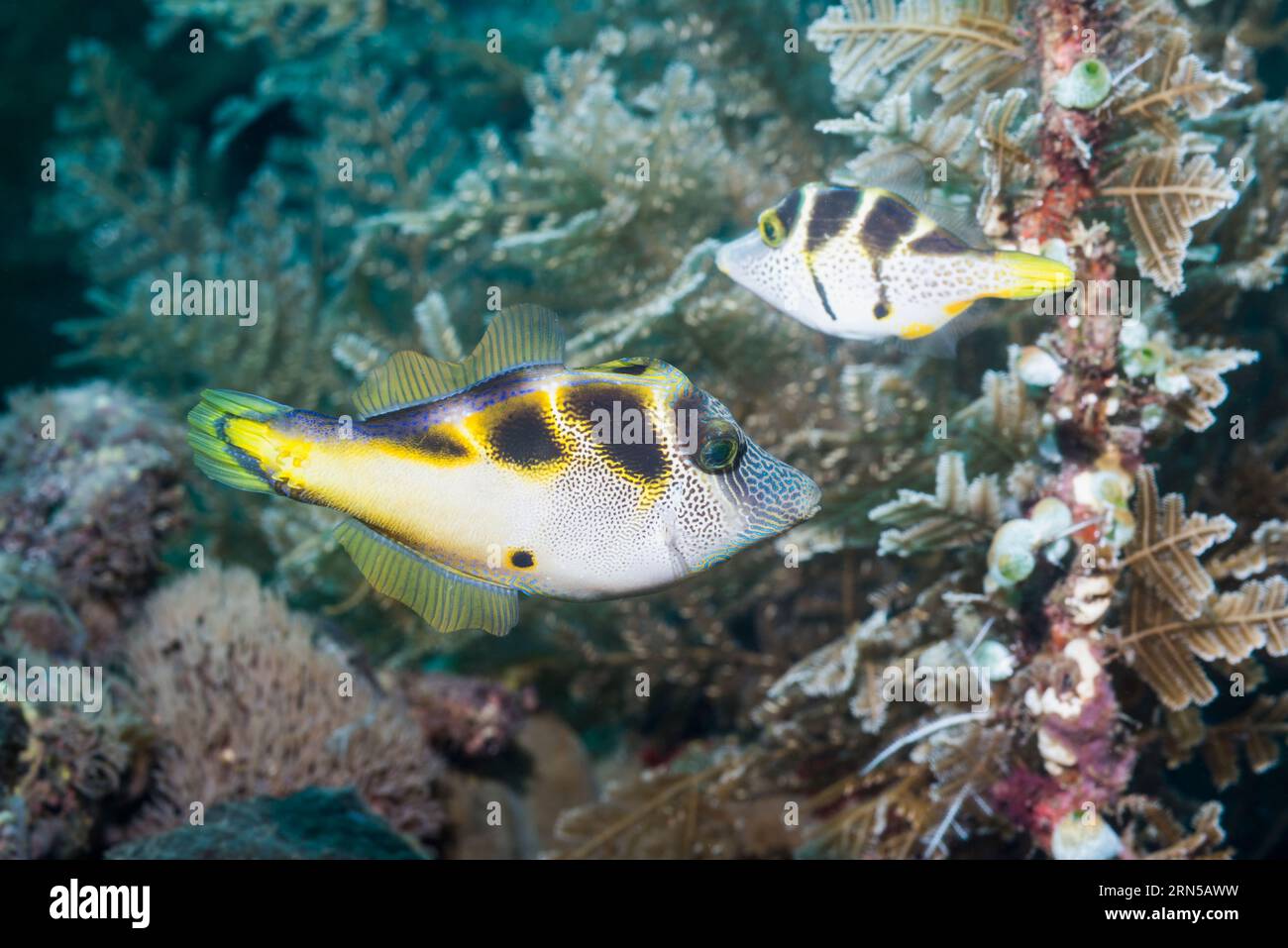 Mimie cuir ou mimie Blackseldle [Paraluteres prionurus]. Bali, Indonésie. Banque D'Images