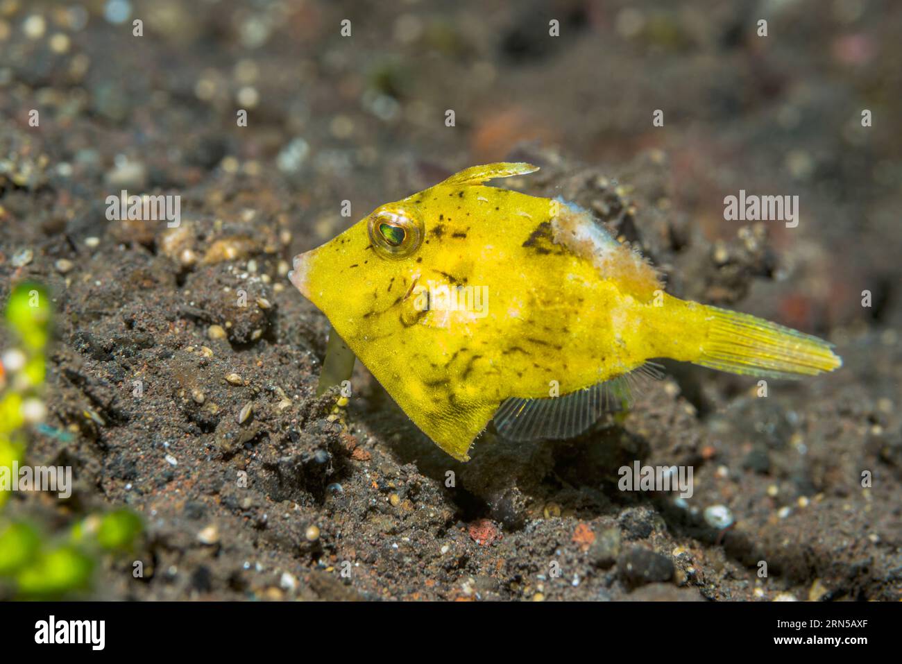Filefish des herbiers marins [Acreichthys tomentosus], phase jaune. Tulamben, Bali, Indonésie. Banque D'Images