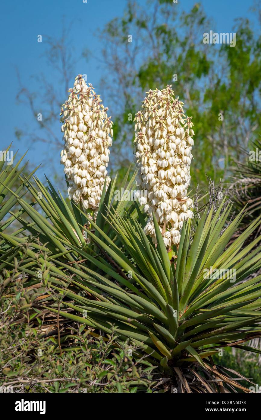 Ces Daggers espagnols (Yucca gloriosa) étaient en pleine floraison dans une zone naturelle du sud du Texas. Banque D'Images