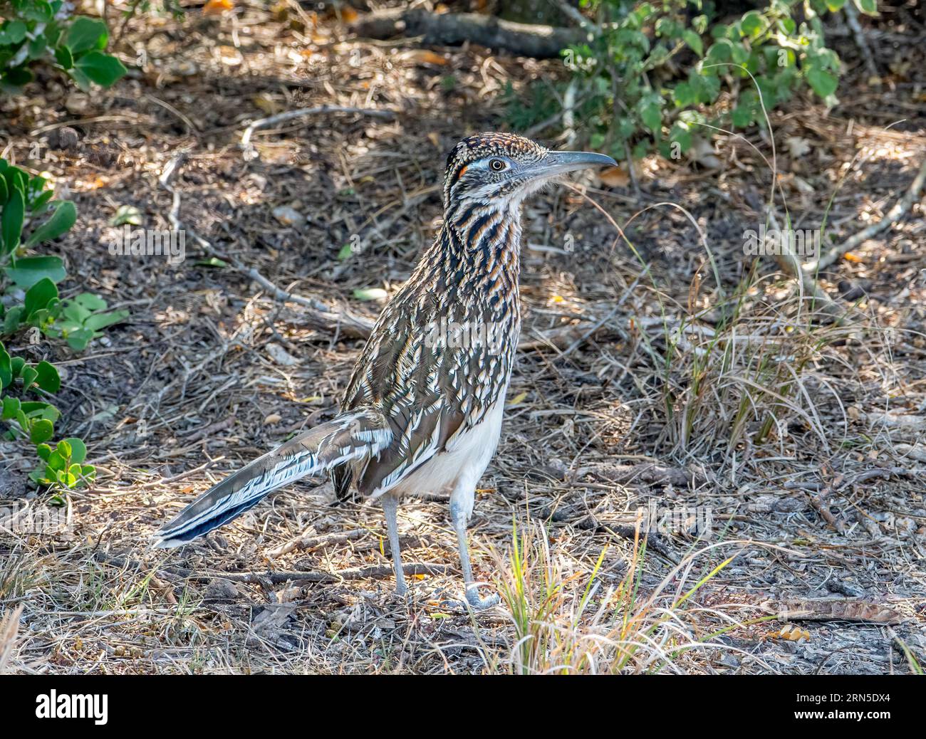 Ce Greater Roadrunner faisait partie d'une paire qui se nourrissait à travers les fourrés broussailleux du Laguna Atascosa National Wildlife refuge dans le sud du Texas. Banque D'Images