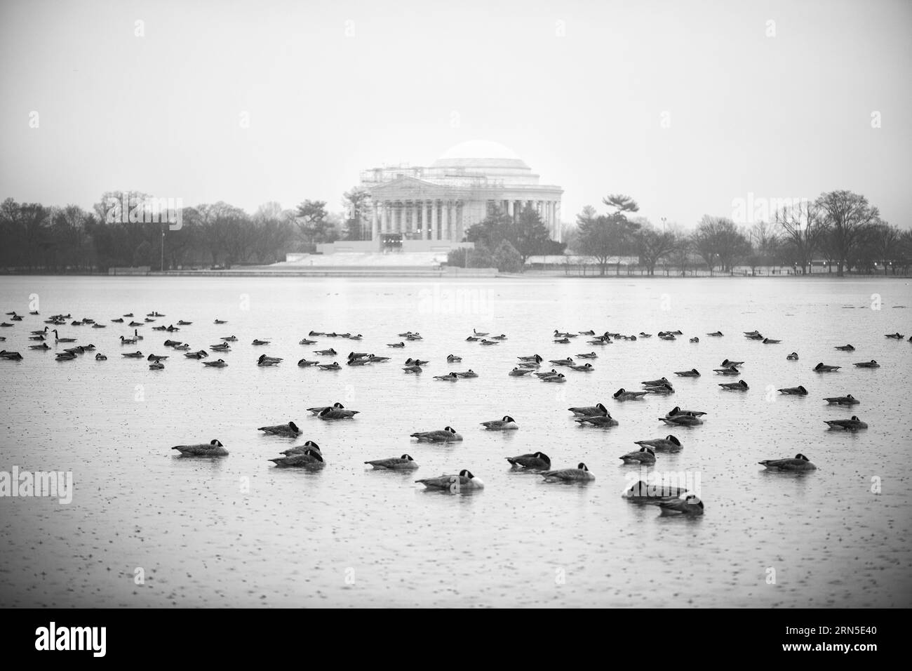Canards et mémorial Jefferson, Tidal Basin, Washington DC — Photo noir et blanc | Canards et mémorial Jefferson, Tidal Basin, Washington, D.C. Une photographie noir et blanc montre des oiseaux aquatiques se reposant sur l'eau avec le monument visible en arrière-plan. Banque D'Images