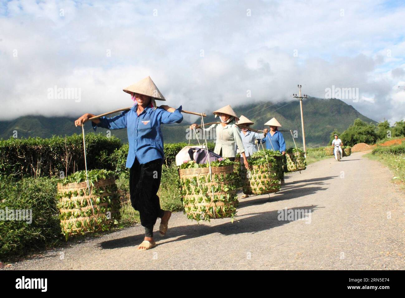 (150623) -- HANOÏ, 23 juin 2015 -- des agriculteurs portent des feuilles de thé dans le district de Tan Uyen, province de Lai Chau, au nord du Vietnam, le 23 juin 2015. Au cours des cinq premiers mois de 2015, les exportations de thé vietnamien ont connu une baisse de 2,5 pour cent en volume et de 0,6 pour cent en valeur par rapport à la même période en 2014, selon le Bureau général des statistiques du Vietnam. VIETNAM-LAI CHAU-TEA-EXPORT VNA PUBLICATIONxNOTxINxCHN 150623 Hanoï juin 23 2015 les agriculteurs portent des feuilles de thé dans le district de TAN Uyen province de Lai Chau du Nord Vietnam juin 23 2015 dans les cinq premiers MOIS de 2015 exportations de thé vietnamien ONT VU un decr Banque D'Images