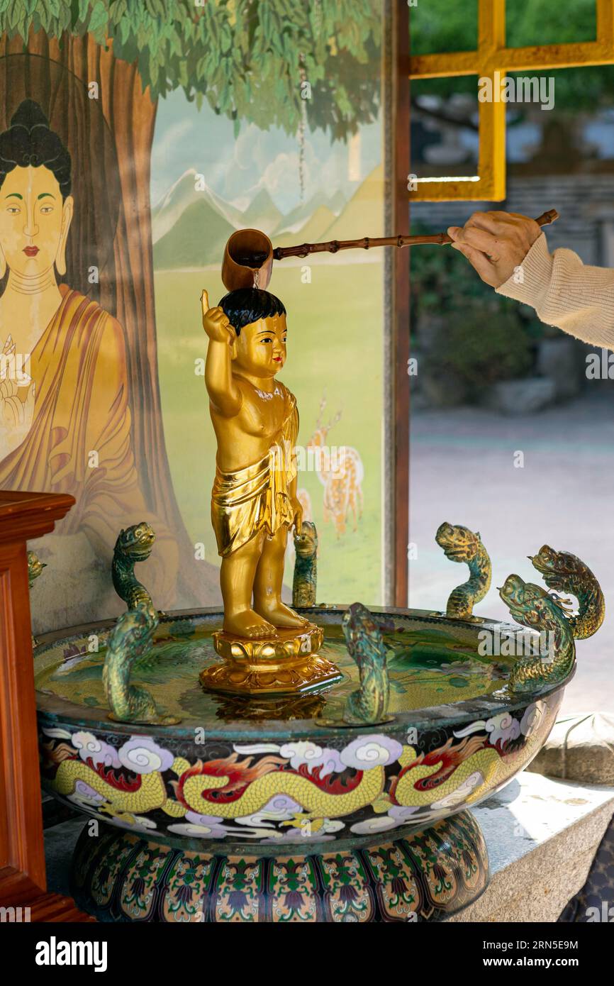 Personne verse de l'eau sur une petite figure de Bouddha d'or pour la prospérité et le bonheur, Haedong Yonggungsa Temple, Busan, Gyeongsangnam-do province Banque D'Images