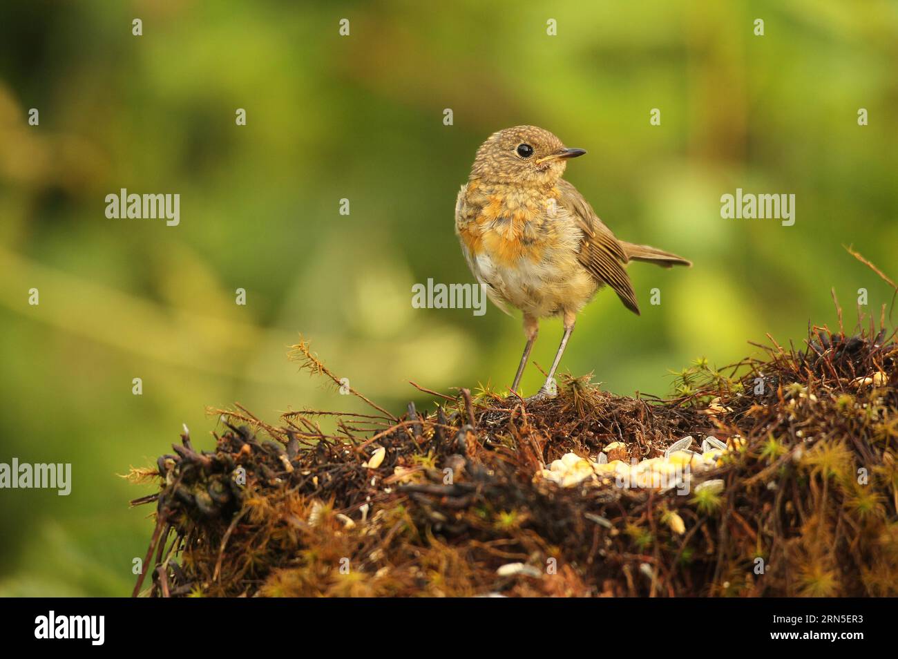 Robin européen (erithacus rubecula) naissant à l'alimentation d'été, Allgaeu, Bavière, Allemagne Banque D'Images