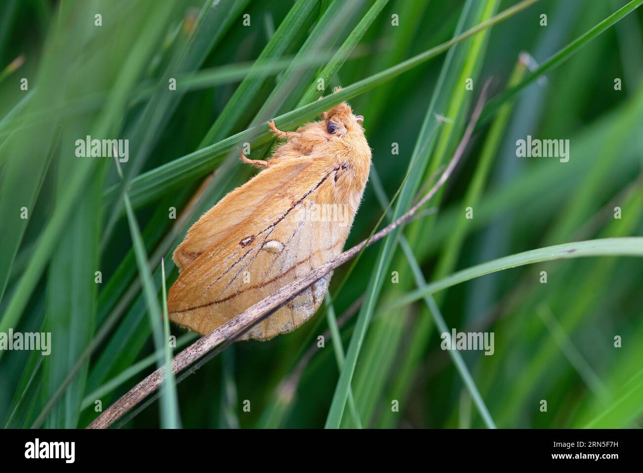 Papillon buveur (Euthrix potatoria), caché dans l'herbe au bord d'une tourbière, Basse-Saxe, Allemagne, Europe Banque D'Images