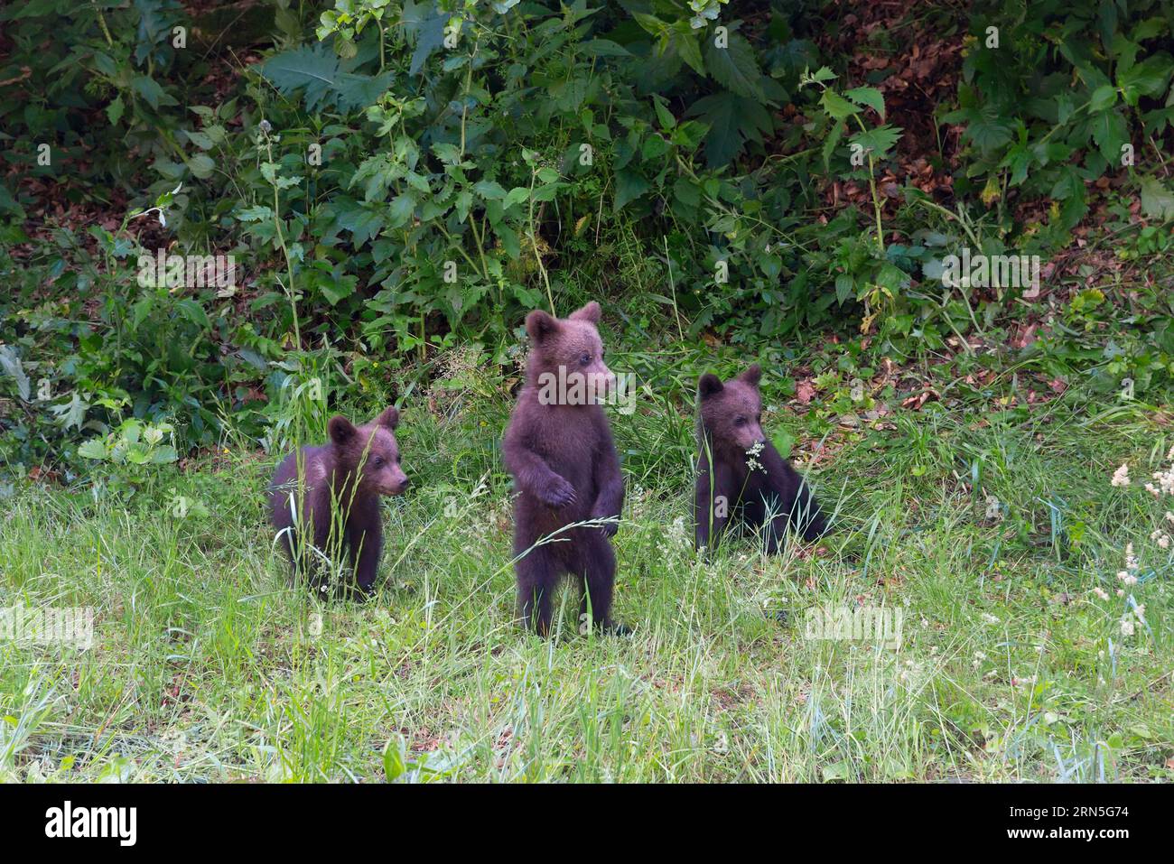 Ours brun européen (Ursus arctos arctos), jeune, jeunessTransylvanie, Carpates, Roumanie Banque D'Images