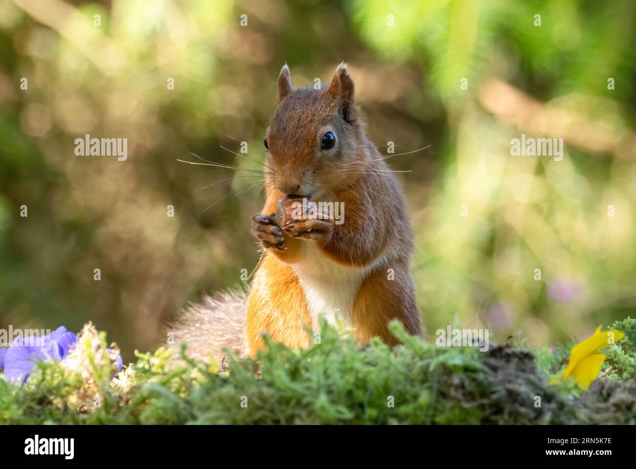Mignon petit écureuil rouge écossais dans la forêt avec une noix avec fond de forêt naturelle Banque D'Images