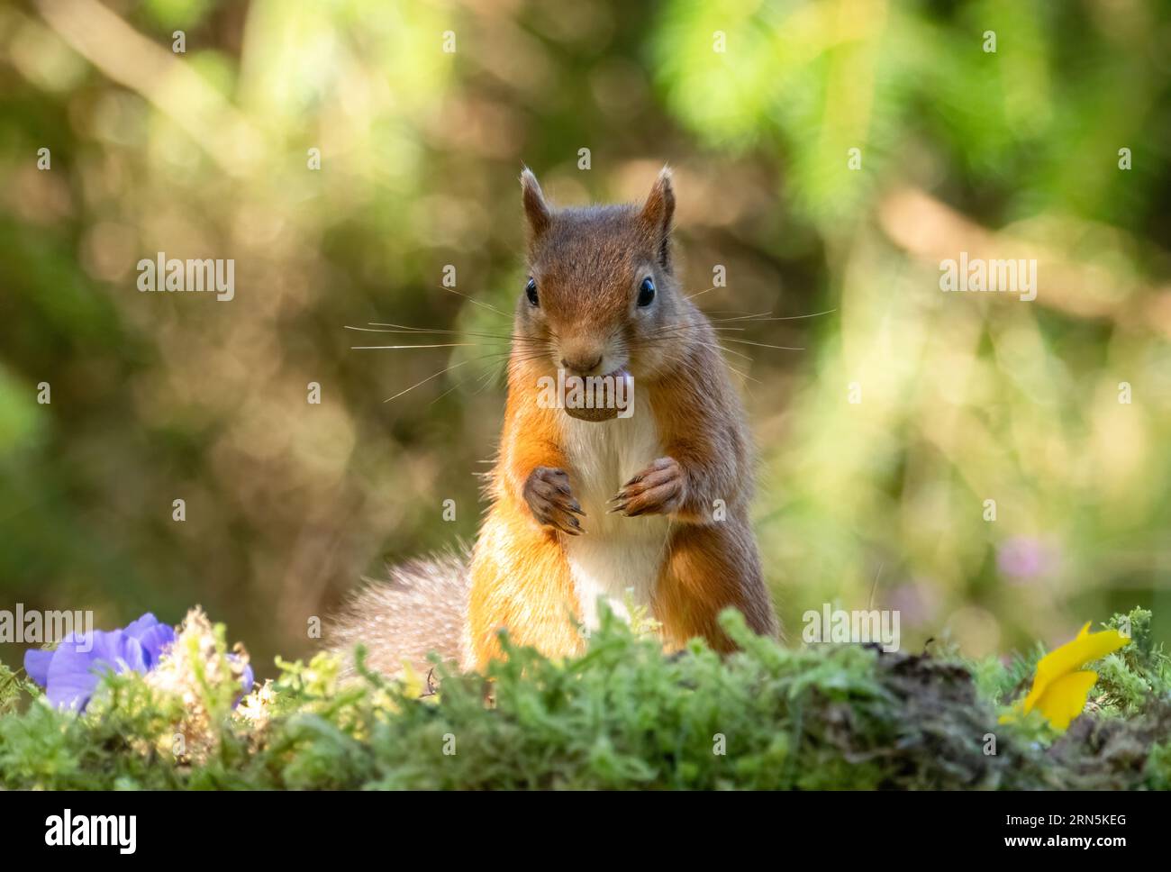 Mignon petit écureuil rouge écossais dans la forêt avec une noix avec fond de forêt naturelle Banque D'Images