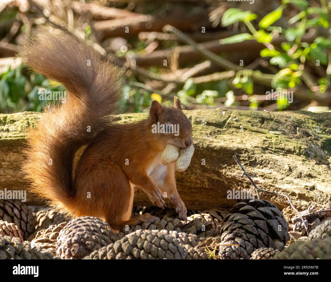 Mignon petit écureuil rouge écossais dans la forêt avec une noix avec fond de forêt naturelle Banque D'Images