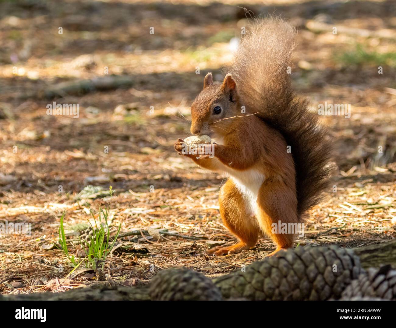 Mignon petit écureuil rouge écossais dans la forêt avec une noix avec fond de forêt naturelle Banque D'Images