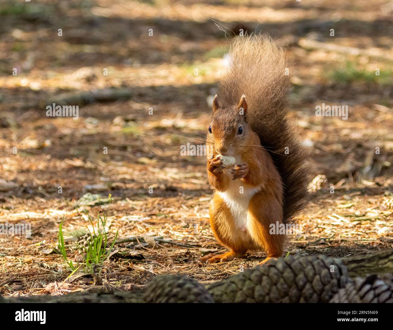 Mignon petit écureuil rouge écossais dans la forêt avec une noix avec fond de forêt naturelle Banque D'Images
