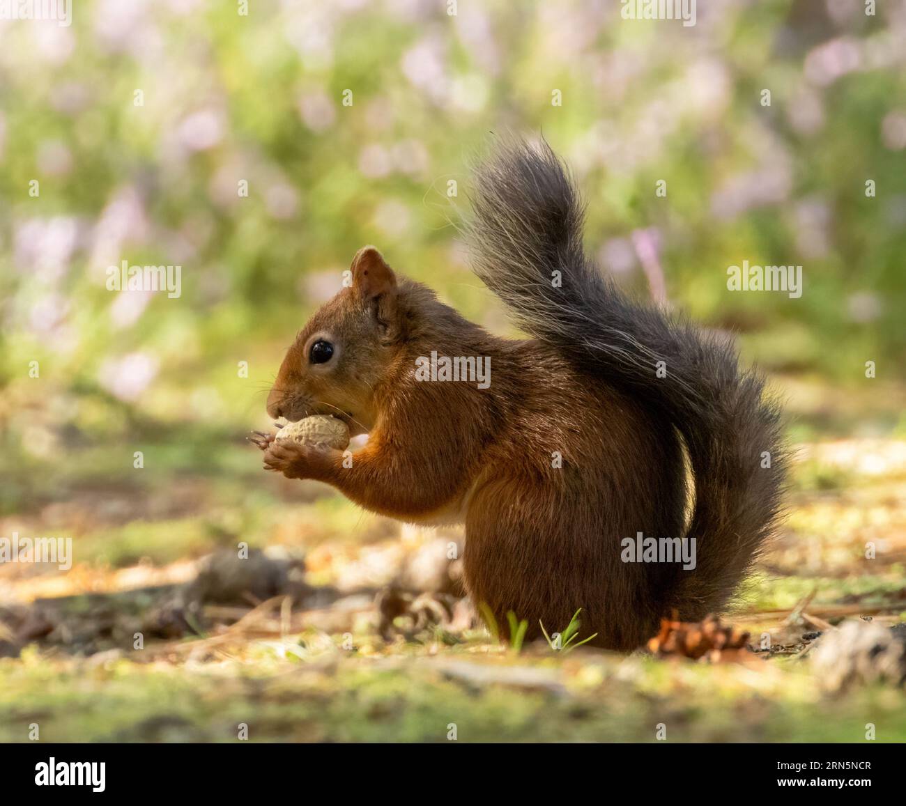 Mignon petit écureuil rouge écossais dans la forêt avec une noix avec fond de forêt naturelle Banque D'Images