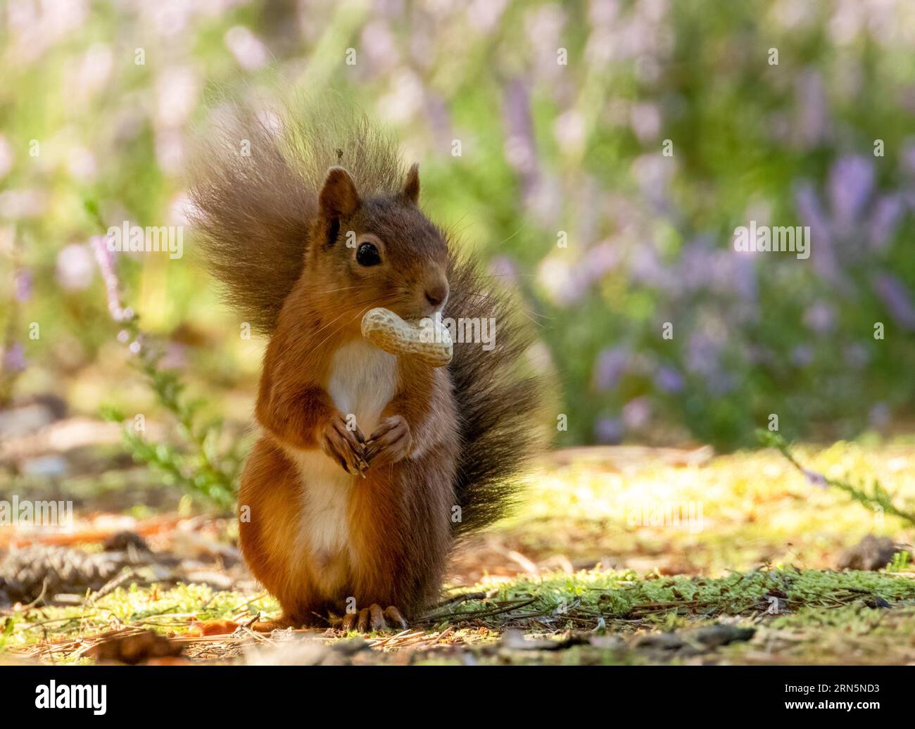 Mignon petit écureuil rouge écossais dans la forêt avec une noix avec fond de forêt naturelle Banque D'Images