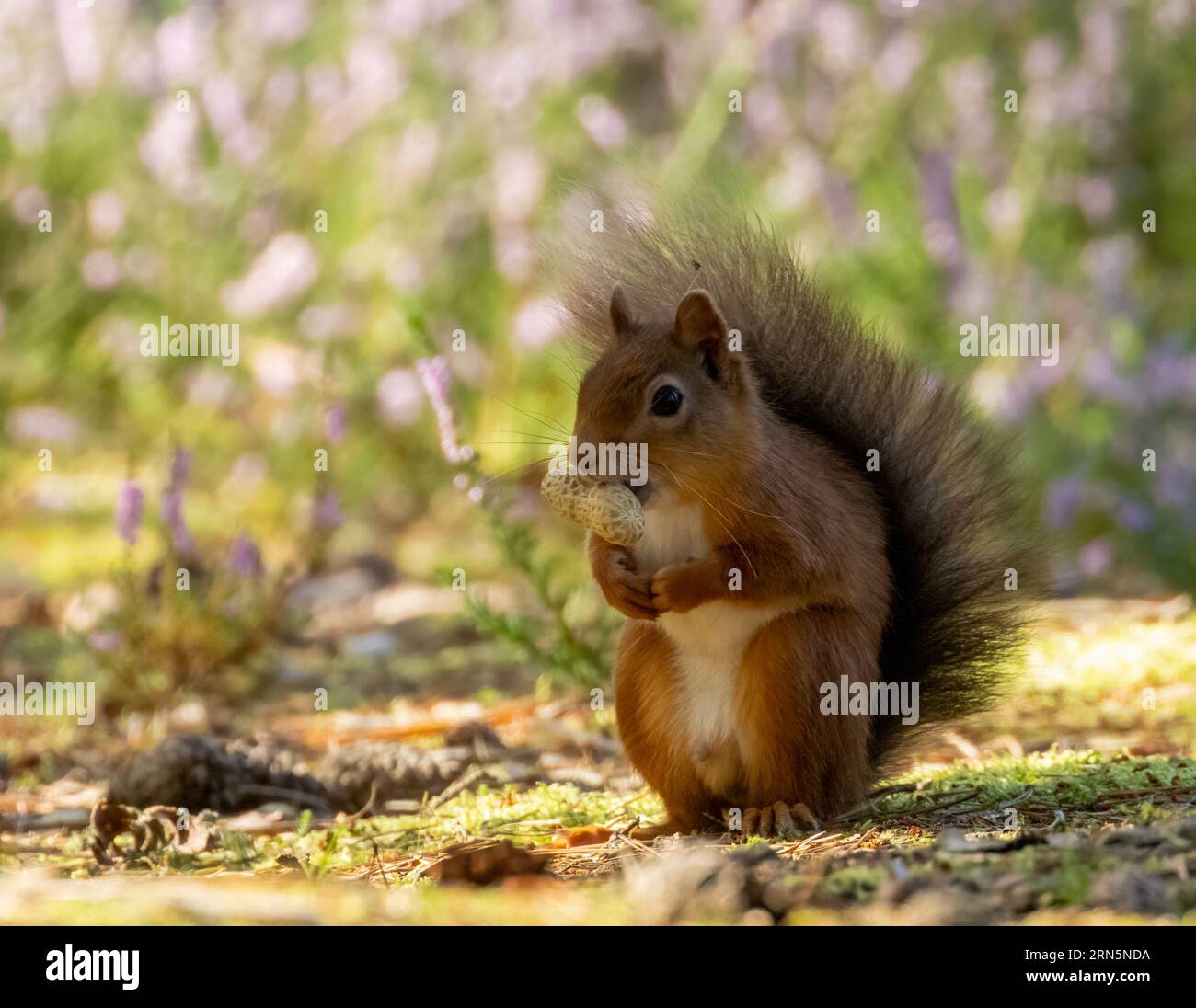 Mignon petit écureuil rouge écossais dans la forêt avec une noix avec fond de forêt naturelle Banque D'Images