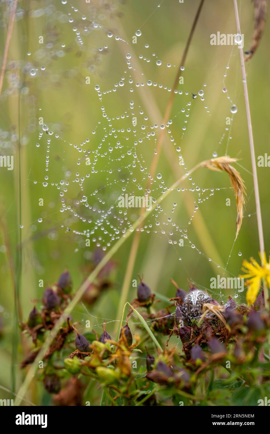 Croisez l'araignée, toile d'araignée avec goutte d'eau, Suisse Banque D'Images
