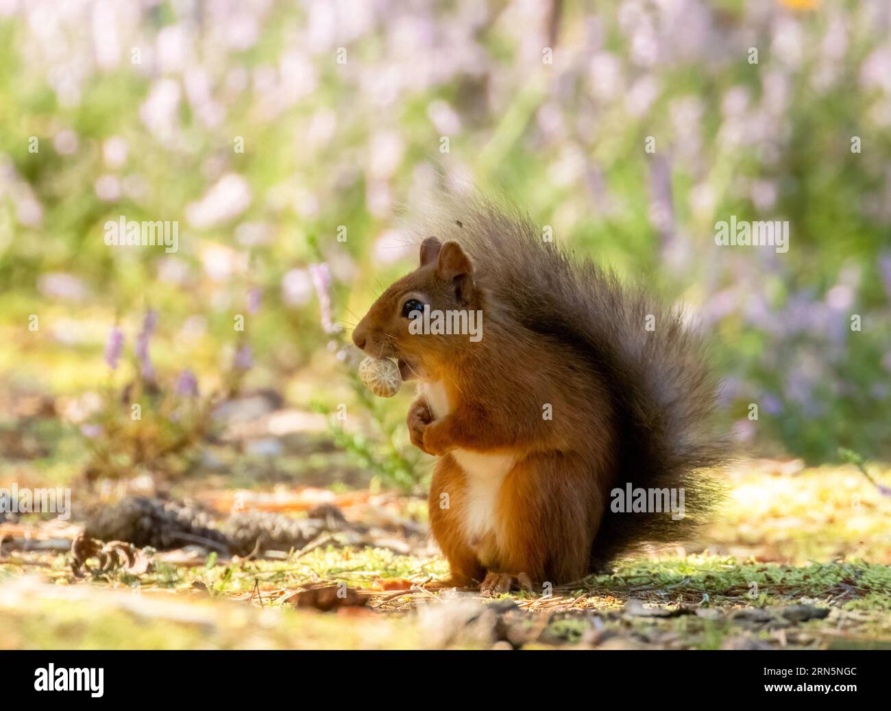 Mignon petit écureuil rouge écossais dans la forêt avec une noix avec fond de forêt naturelle Banque D'Images