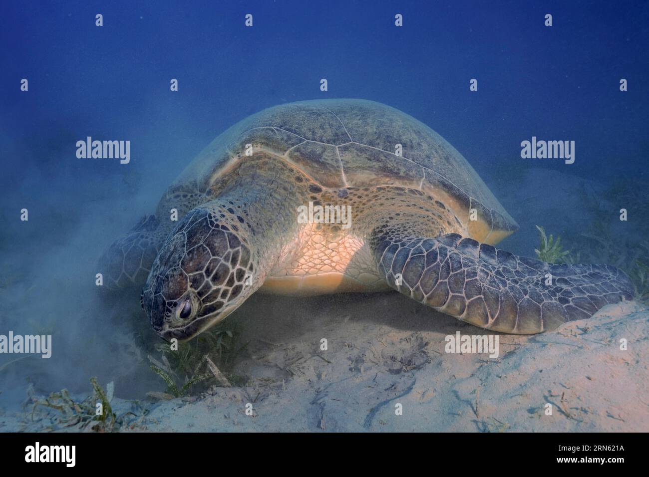 Tortue verte (Chelonia mydas) mangeant des algues, remuant du sable, site de plongée Marsa Shona Reef, Egypte, Mer Rouge Banque D'Images