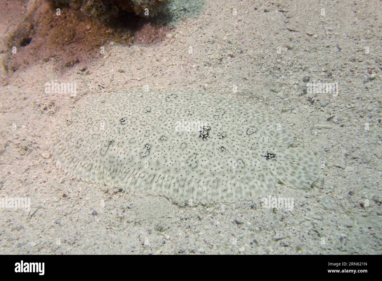 Semelle sans finin bien camouflée (Pardachirus marmoratus) dans le sable. Site de plongée House Reef, mangrove Bay, El Quesir, Mer Rouge, Egypte Banque D'Images