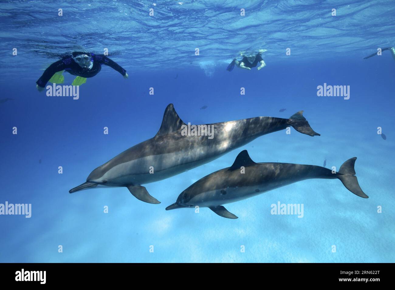 Snorkeler observant 2 spécimens, mère avec des jeunes, de dauphin à filer (Stenella longirostris), dauphin à filer, dauphin à filer, snorkeler dans le backgrou Banque D'Images