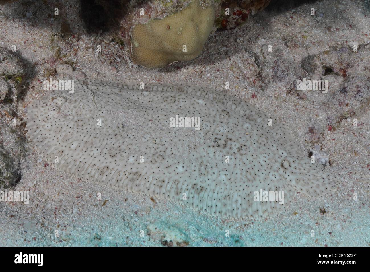 Semelle sans ailettes (Pardachirus marmoratus) bien camouflée dans le sable. Site de plongée Marsa Shona Reef, Egypte, Mer Rouge Banque D'Images