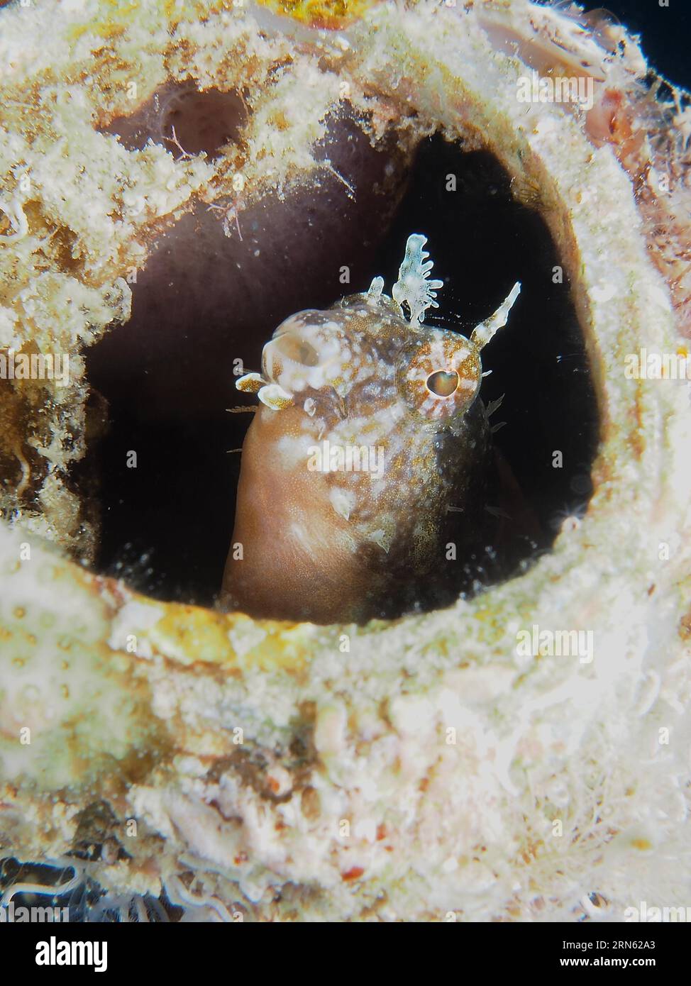 Un blenny à dents de sabre (Petroscirtes mitratus) habite une boîte en plastique, des déchets marins, le site de plongée House Reef, la mangrove Bay, El Quesir, la mer Rouge Banque D'Images