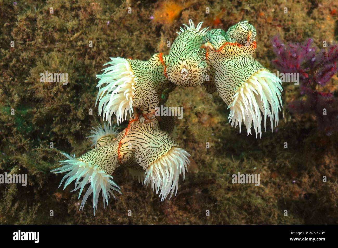 Anemone tigre, wrapper gorgonien (Nemanthus annamensis), site de plongée de Aliwal Shoal, Umkomaas, KwaZulu Natal, Afrique du Sud Banque D'Images