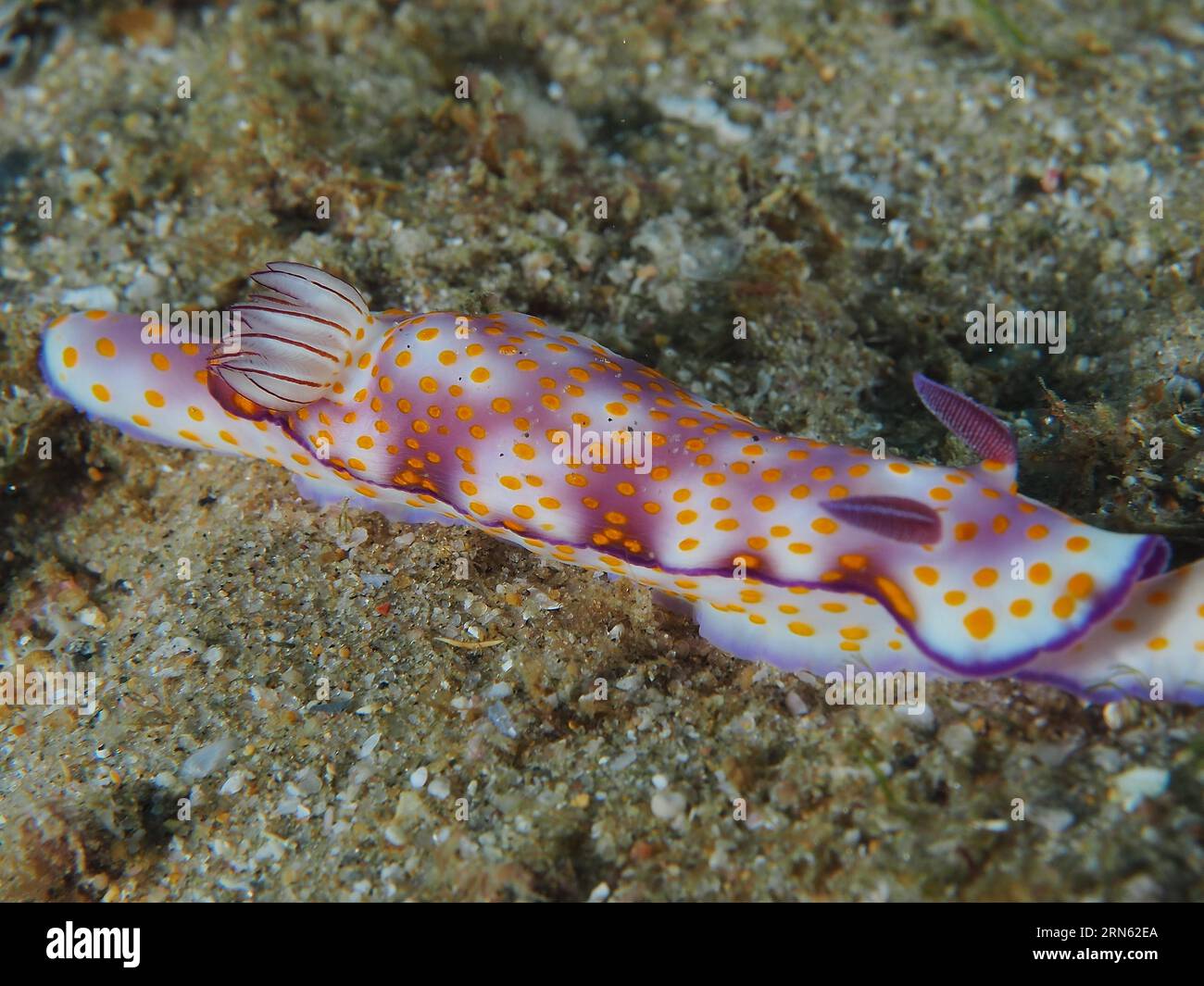 Magnifique escargot d'étoiles (Hypselodoris pulchella), site de plongée de la baie de Sodwana, Réserve marine de Maputaland, KwaZulu Natal, Afrique du Sud Banque D'Images
