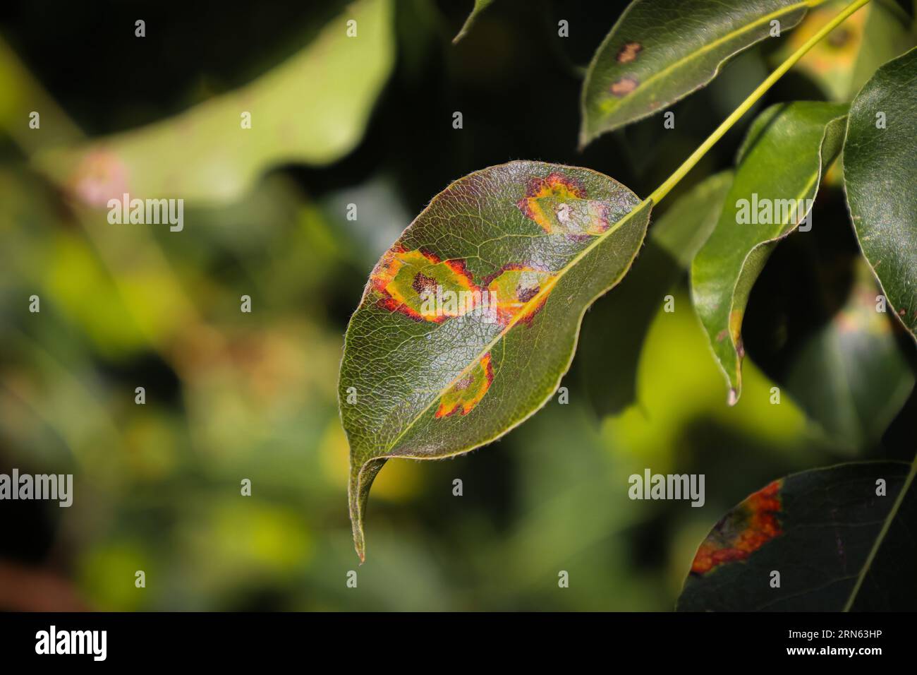 Maladie des feuilles du poirier Banque de photographies et d’images à haute résolution Alamy