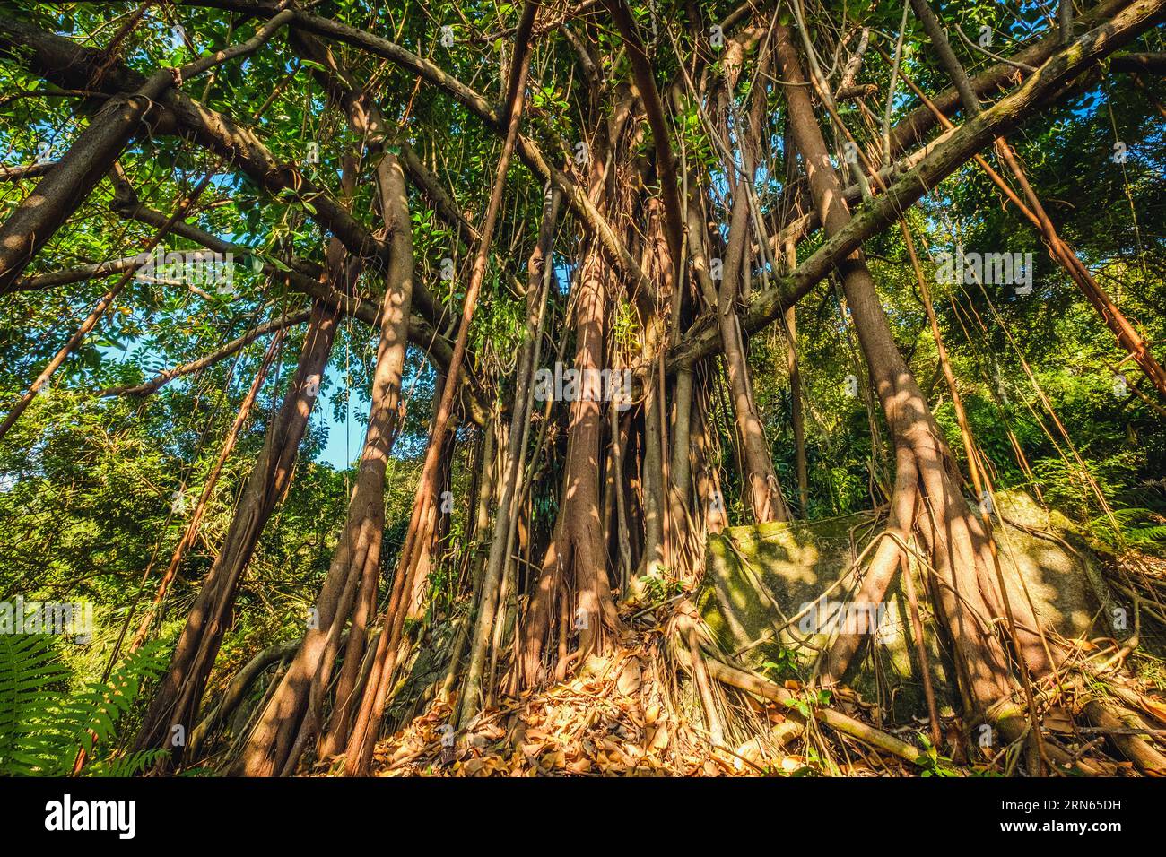 grand arbre ficus dans la forêt de jungle avec des racines d'air Banque D'Images