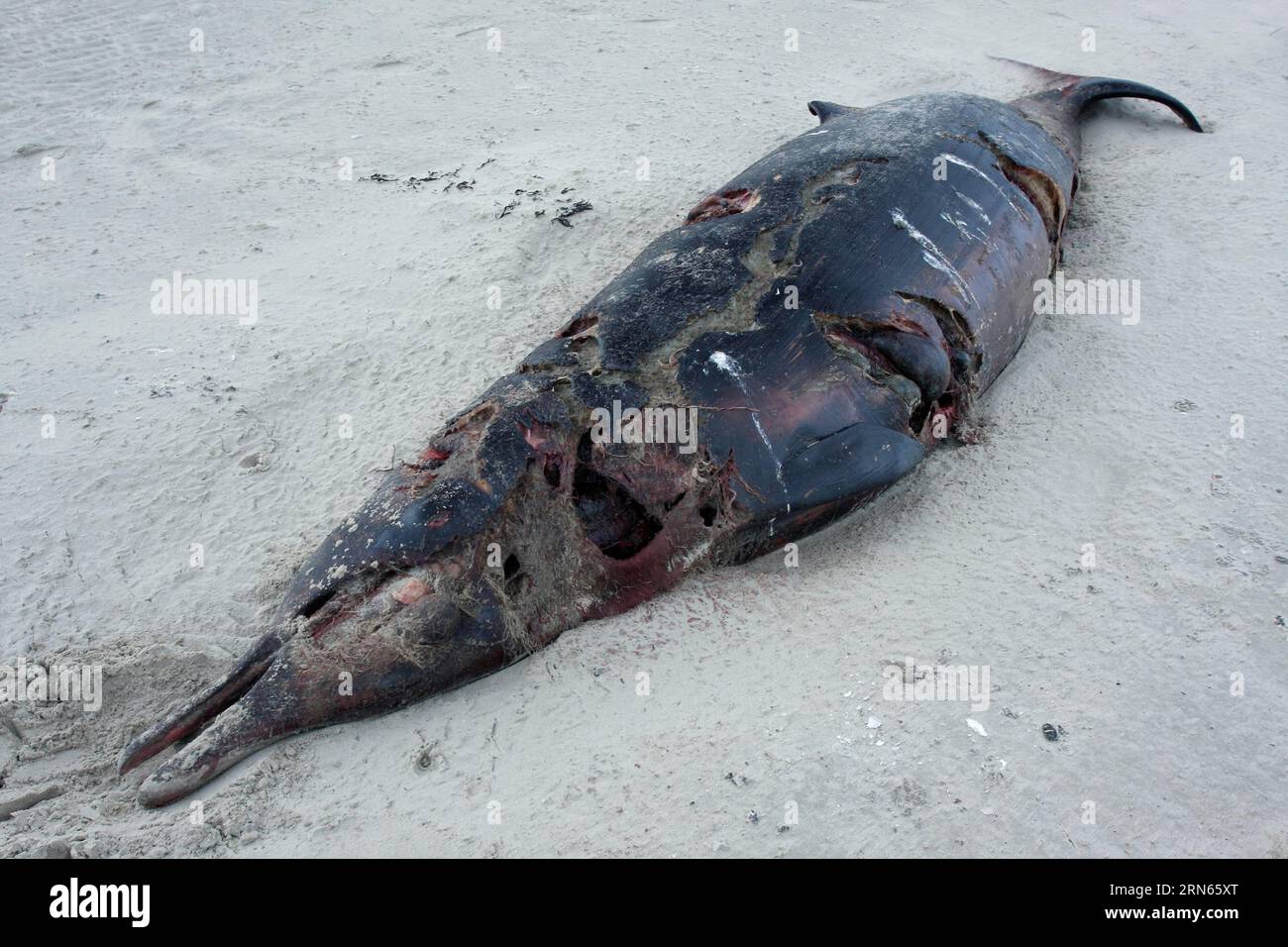 Baleine à bec de Sowerby (Mesoplodon bidens), baleine à bec de la mer du Nord, palme, trouvée morte dans les vasières, Parc national de la mer des Wadden de Basse-Saxe, Basse-Saxe Banque D'Images