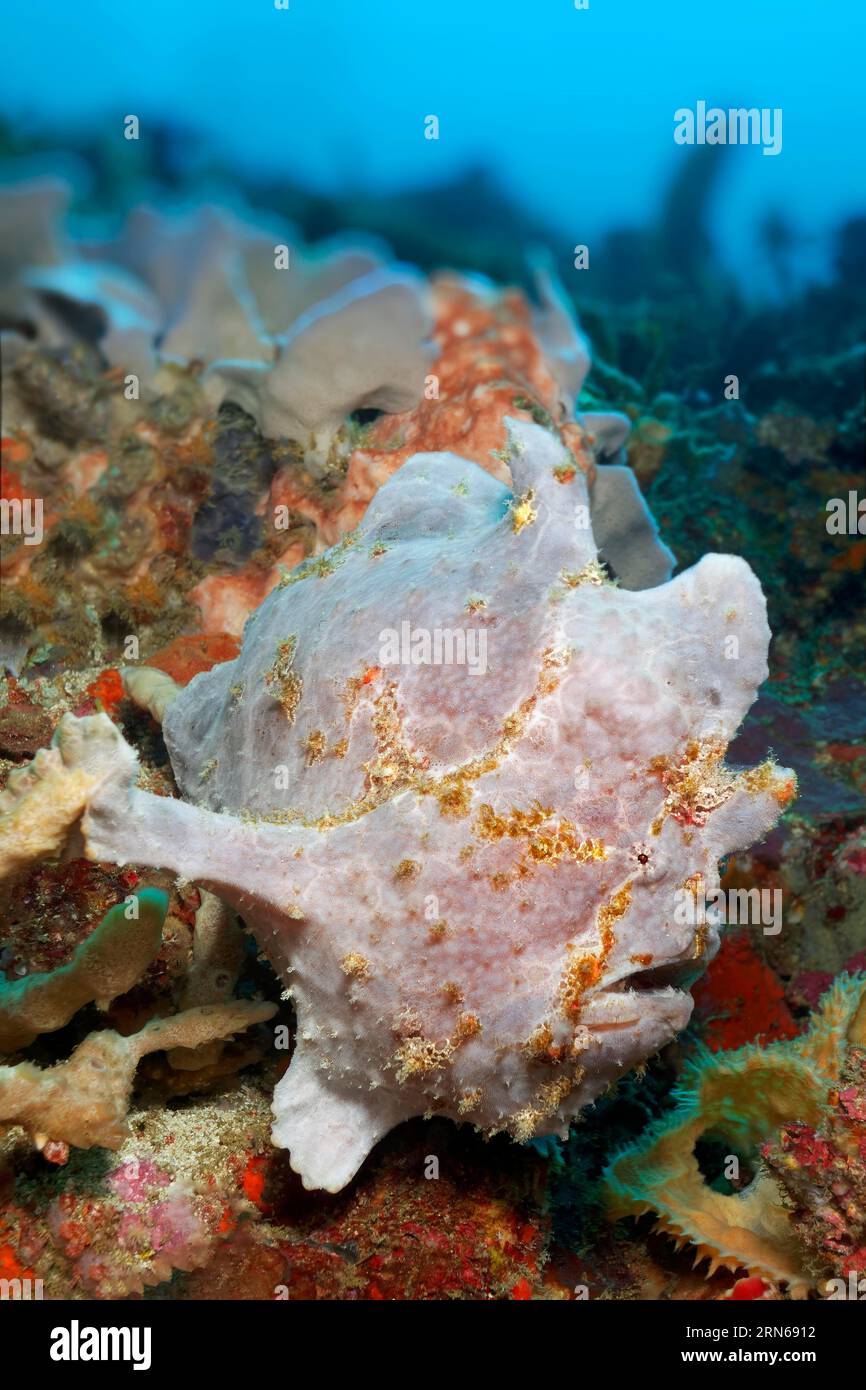 Antennarius commerson (Antennarius) ou Frogfish géant se cache dans le récif corallien pour proies, Grande Barrière de corail, site du patrimoine mondial de l'UNESCO, mer de Corail Banque D'Images