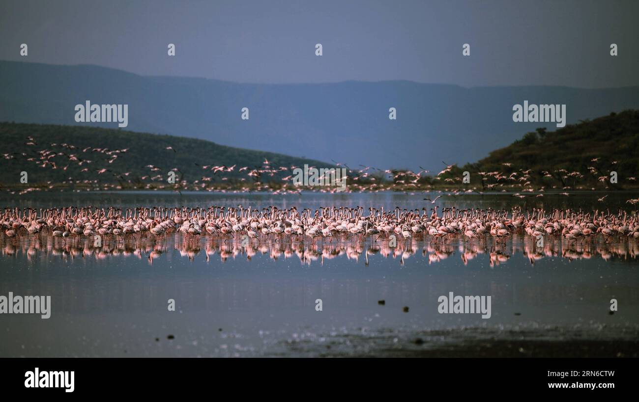 Des troupeaux de flamants roses sont observés dans les eaux peu profondes du lac Bogoria au Kenya, le 19 juillet 2015. Le lac Bogoria est un lac salin et alcalin qui se trouve dans la vallée du Grand Rift en Afrique de l'est. Après la saison des pluies, des dizaines de milliers de flamants roses migrent dans la région du lac, ce qui en fait une vue pittoresque de couleur rose. KENYA-LAKE BOGORIA-FLAMINGOS TianxGuangyu PUBLICATIONxNOTxINxCHN Flock of Flamingos sont des lacs À l'eau peu profonde du lac Bogoria au Kenya juillet 19 2015 le lac Bogoria EST un lac salin et alcalin Thatcher se trouve dans la vallée du Grand Rift de l'Afrique de l'est après la saison des pluies des dizaines de milliers Banque D'Images
