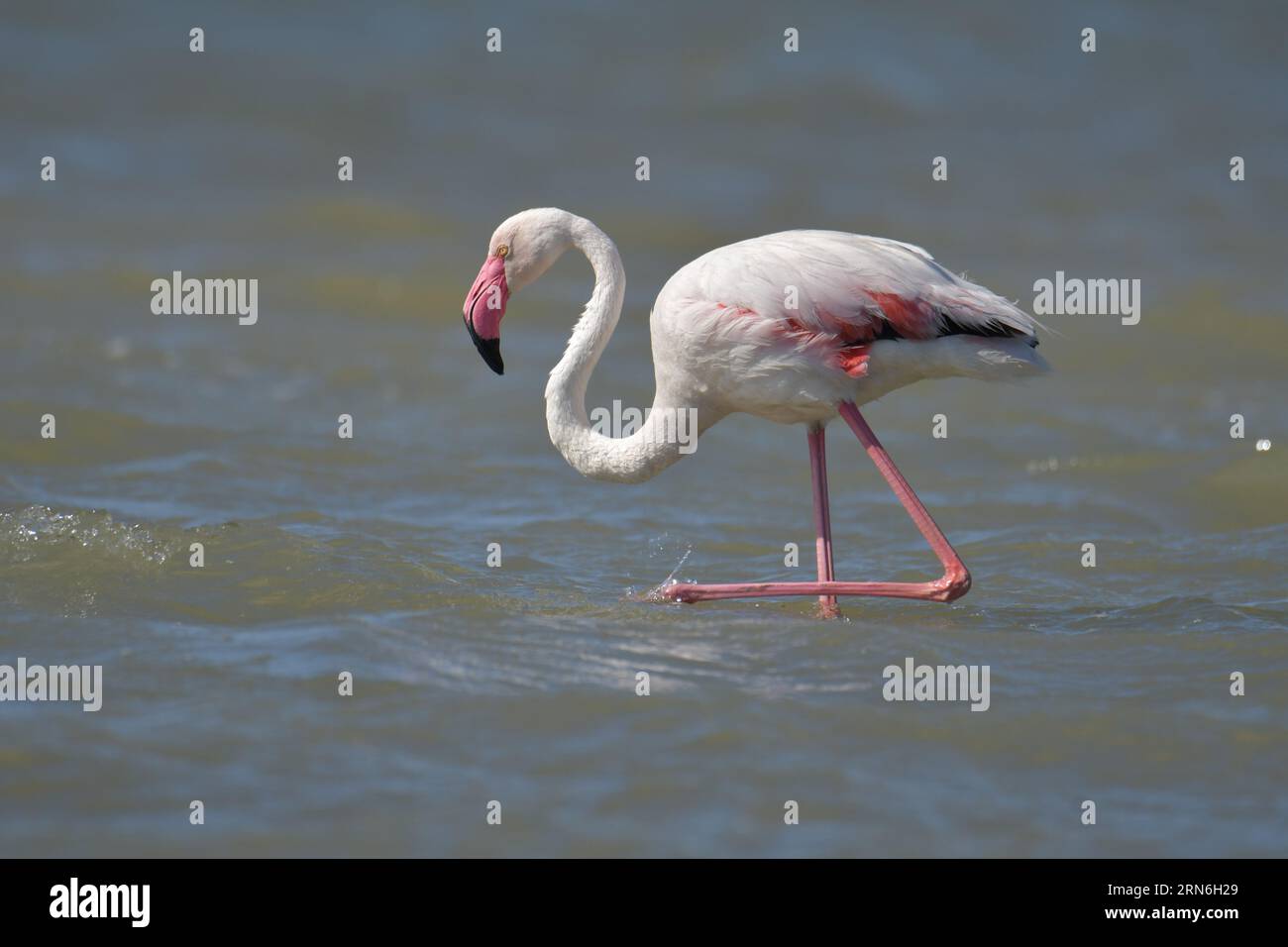 GRAND FLAMANT, PHOENICOPTERUS ROSEUS Banque D'Images