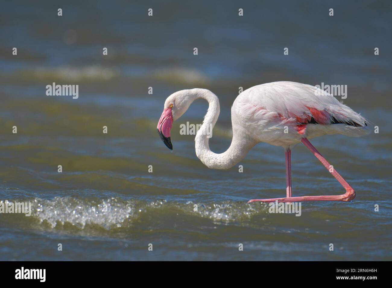 GRAND FLAMANT, PHOENICOPTERUS ROSEUS Banque D'Images