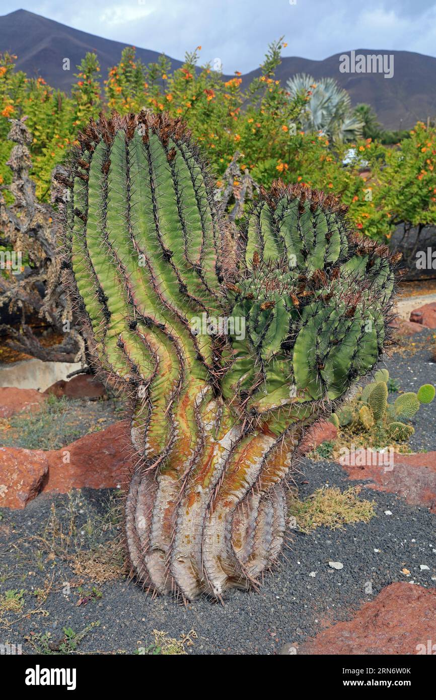 Plante de cactus attrayante en forme de Quirkily à la frontière ornementale, Lanzarote, îles Canaries. Prise le 23 février Banque D'Images