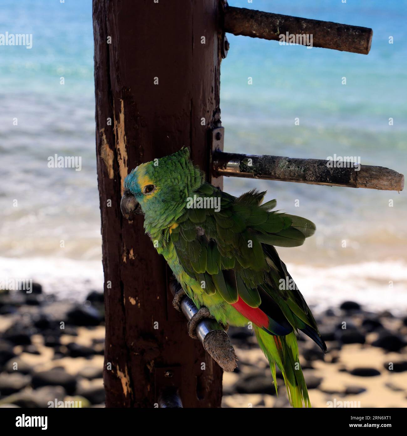 Petit vieux perroquet apprivoisé vert / perruche à l'extérieur d'un bar à Playa Blanca, Lanzarote prise en février 2023. Banque D'Images