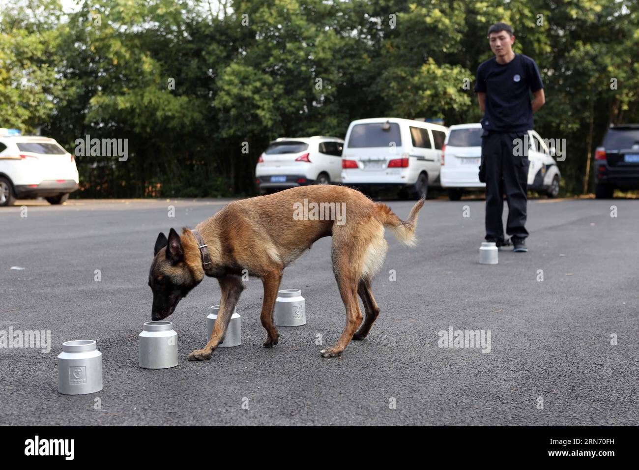 (150812) -- SUIZHOU, 12 août 2015 -- Un chien policier renifle lors d'un test de qualification à Suizhou, dans la province du Hubei du centre de la Chine, le 12 août 2015. La province du Hubei a commencé les tests de qualification pour les chiens policiers chaque année depuis 2002, seuls ceux qui réussissent les tests peuvent être continuellement en service.) (dhf) CHINA-HUBEI-SUIZHOU-POLICE DOG-TEST (CN ) XuxHong PUBLICATIONxNOTxINxCHN 150812 Suizhou août 12 2015 un chien policier renifle un essai de qualification dans Suizhou Chine centrale S province du Hubei août 12 2015 la province du Hubei a commencé les tests de qualification pour les chiens policiers chaque année depuis 2002 seulement Thos Banque D'Images