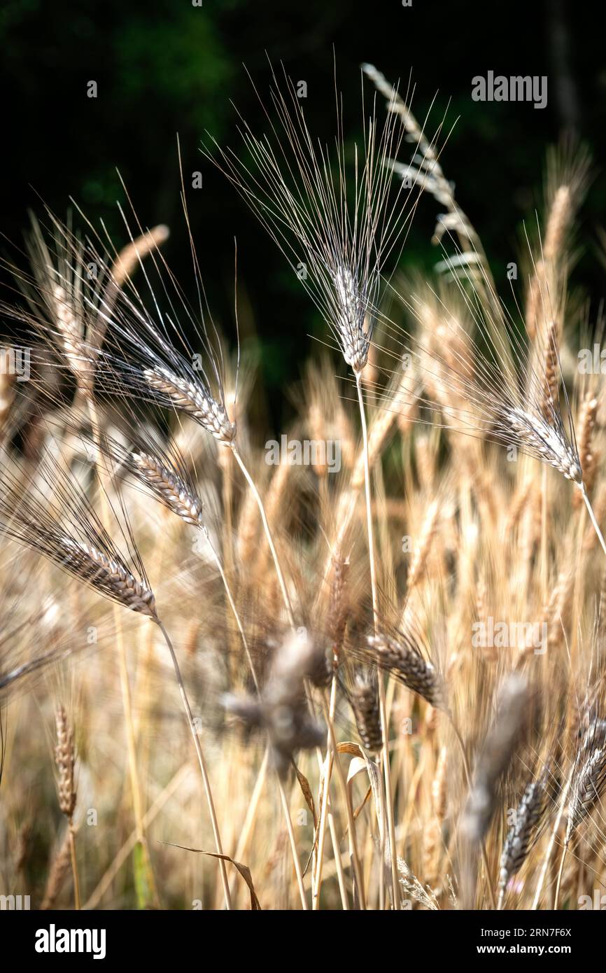 Catégorie d'ancienne variété de blé dans la campagne Banque D'Images Catégorie d'ancienne variété de blé dans la campagne Banque D'Images